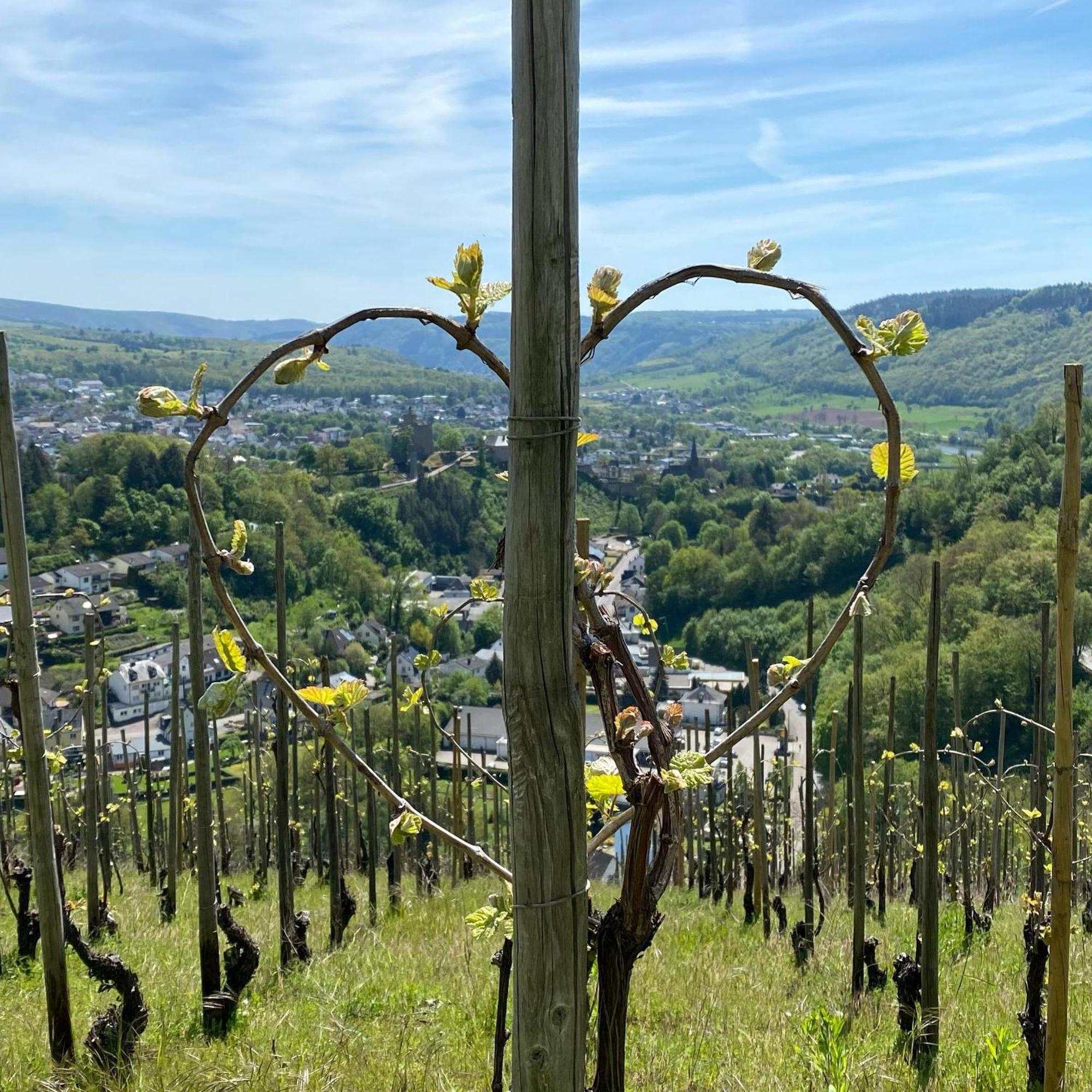 Villa Weingut Dr Wagner Saarburg Exterior foto